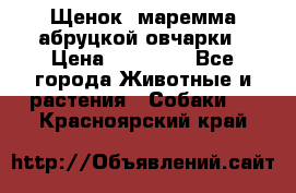 Щенок  маремма абруцкой овчарки › Цена ­ 50 000 - Все города Животные и растения » Собаки   . Красноярский край